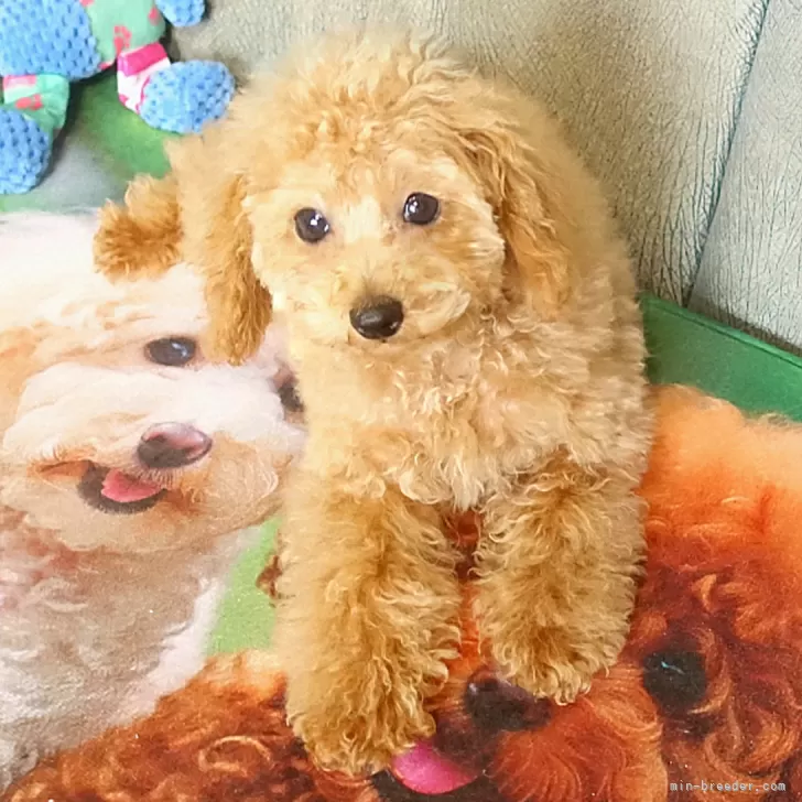 ID:2501-02649の子犬