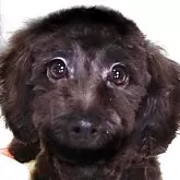 ダップー(トイプードル×ダックスフンド)【熊本県・女の子・2025年4月18日・ブラックソリッド】の写真2「足と鼻が長く他種では無い独特の可愛い容姿でダックスファンにはたまりません」