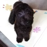 ダップー(トイプードル×ダックスフンド)【熊本県・女の子・2025年4月18日・ブラックソリッド】の写真3「パパプードル似の大きく丸い目と抜け難い巻き毛ふわふわが更に可愛さアップ」