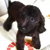 ダップー(トイプードル×ダックスフンド)【熊本県・女の子・2025年4月18日・ブラックソリッド】の写真6「日々のドッグランで足腰丈夫、食欲旺盛で安心お迎え」