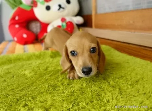 まえひろ 様のお迎えした子犬