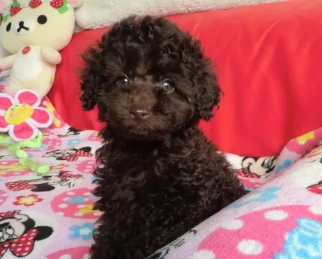 ID：1302-00608の子犬