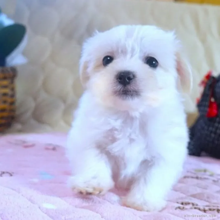 ID:2302-03035の子犬