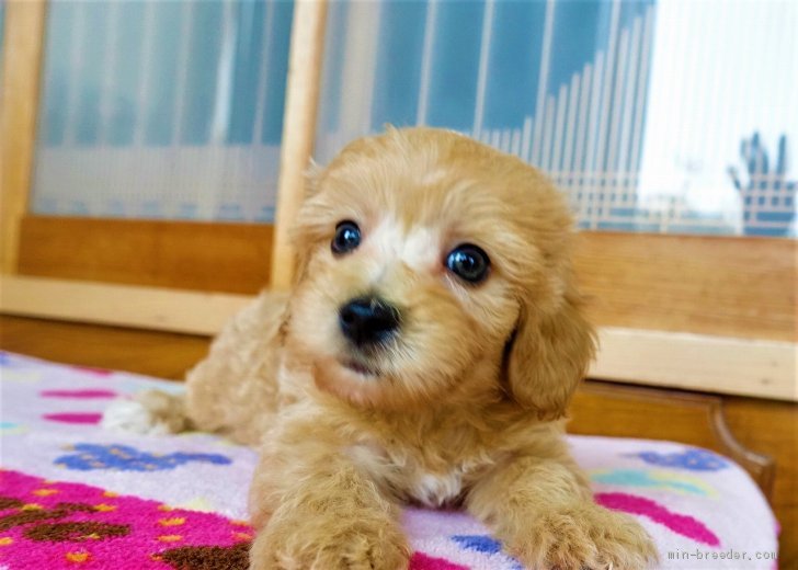 マルプー カット かわいい マルプー カット かわいい