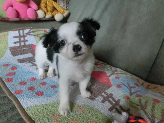 ウッシュ 様のお迎えした子犬