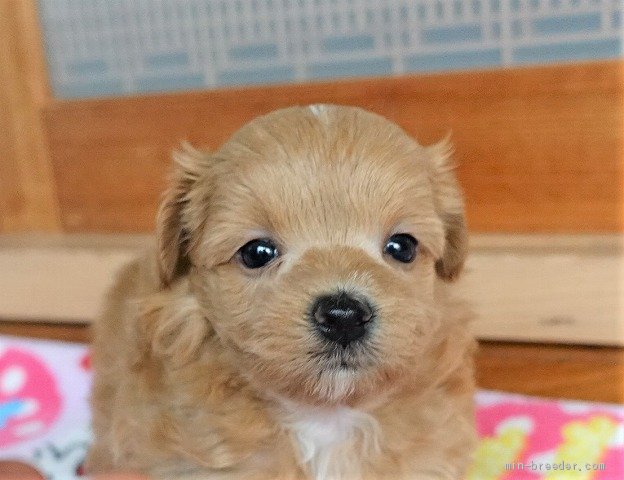 マルプー 女の子 アプリコット 06 17生まれ 熊本県 子犬id 07 おっとり穏やか可愛い極小マルプー 子犬 みんなのブリーダー