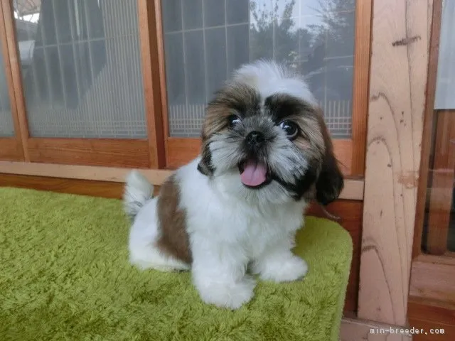 くま 様のお迎えした子犬