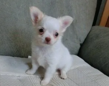ID：1508-00197の子犬