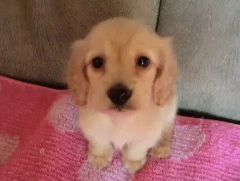 ID:1302-00249の子犬
