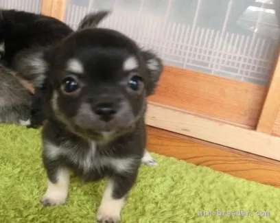 まろ 様のお迎えした子犬