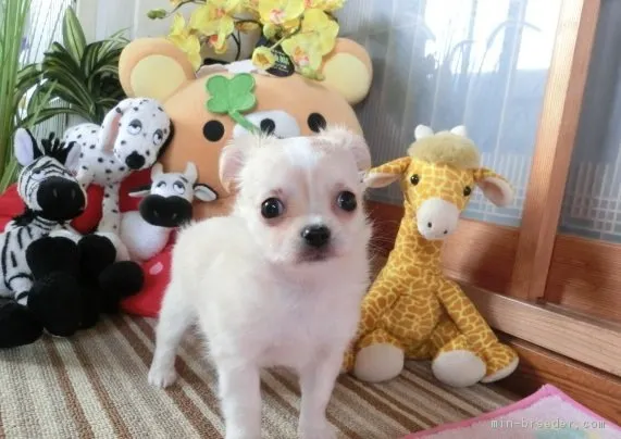 そらはな 様のお迎えした子犬