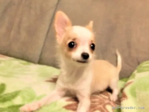 ID:1708-01190の子犬