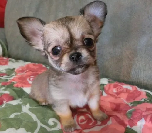 みや 様のお迎えした子犬