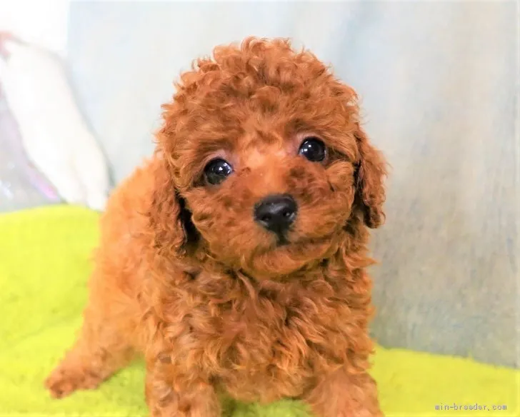 ID：2106-00015の子犬