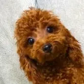 タイニープードル【熊本県・男の子・2022年3月18日・レッド】の写真1「子犬らしい陽気さ黒アイラインの丸い目可愛い」
