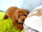 トイプードル(トイ)【熊本県・男の子・2022年3月21日・レッド】の写真3「始めて方にも飼いやすい月年齢になり賢さ従順さ丈夫さに」
