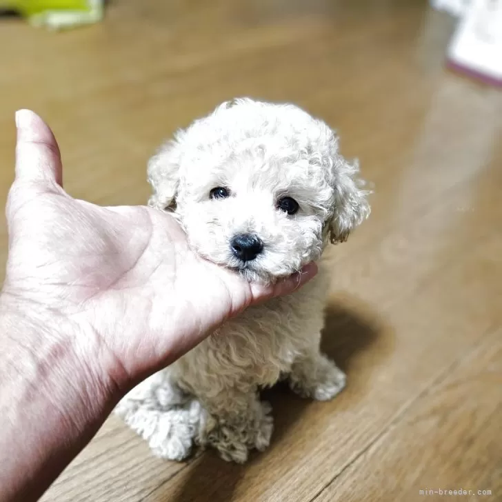ID:2507-07037の子犬