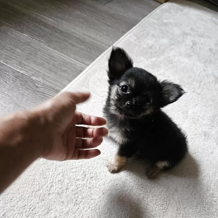 ID:2506-02041の子犬