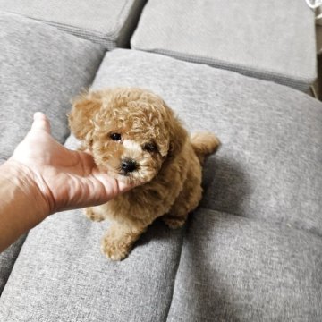 トイプードル(タイニー)【宮城県・男の子・2025年4月26日・アプリコット】の写真「もこもこしてる可愛い子」