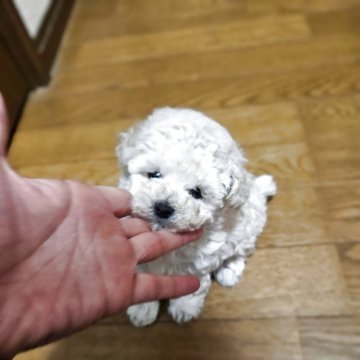 トイプードル(タイニー)【宮城県・女の子・2025年9月13日・ホワイト】の写真「お鼻短めの可愛いこ」
