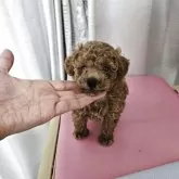 タイニープードル