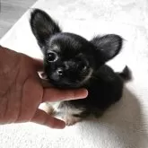 チワワ(ロング)
