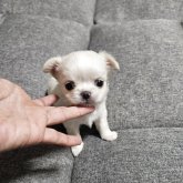 チワワ(ロング)