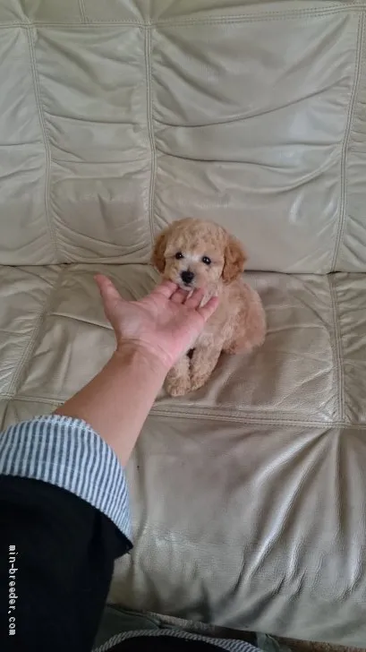 S Famiry 様のお迎えした子犬