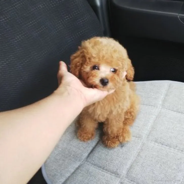 サトウ 様のお迎えした子犬