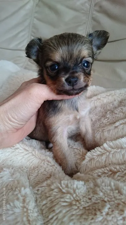 ID:1603-00290の子犬