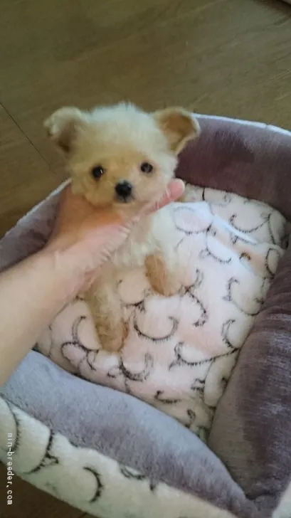 ID：1911-02710の子犬