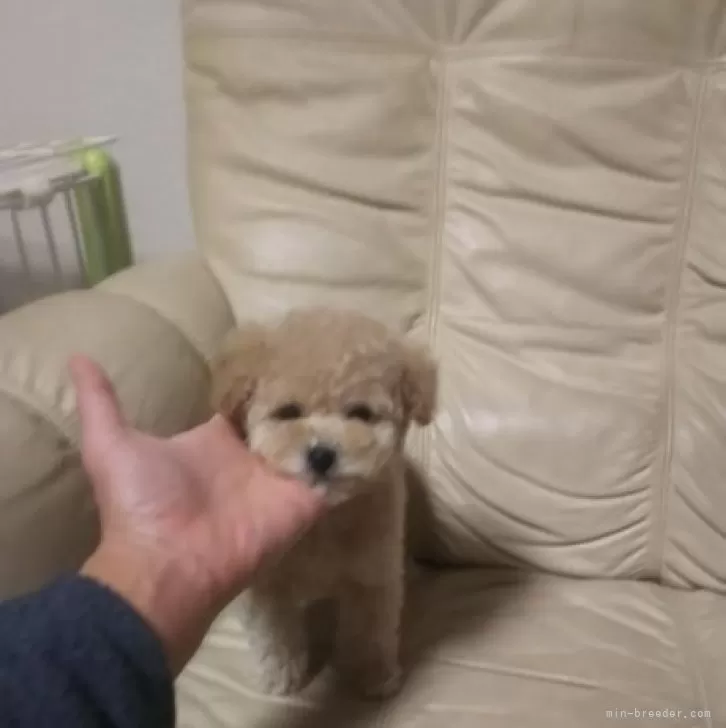 K.I 様のお迎えした子犬
