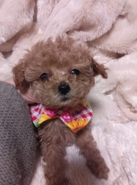 ID：1403-00949の子犬
