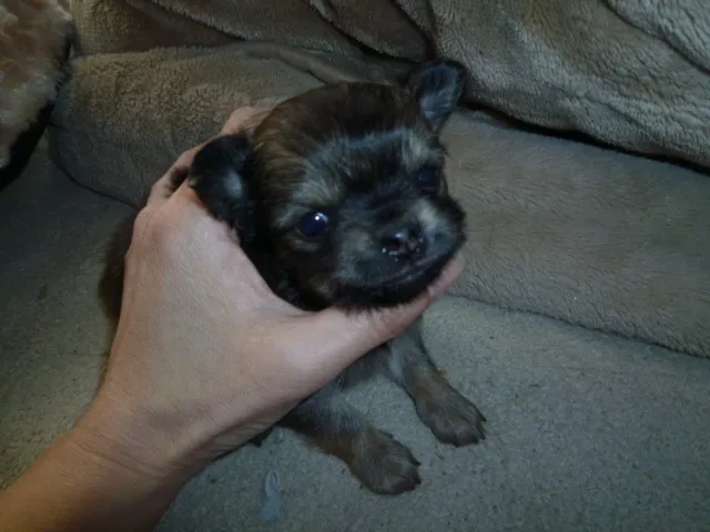 ID：1204-00012の子犬