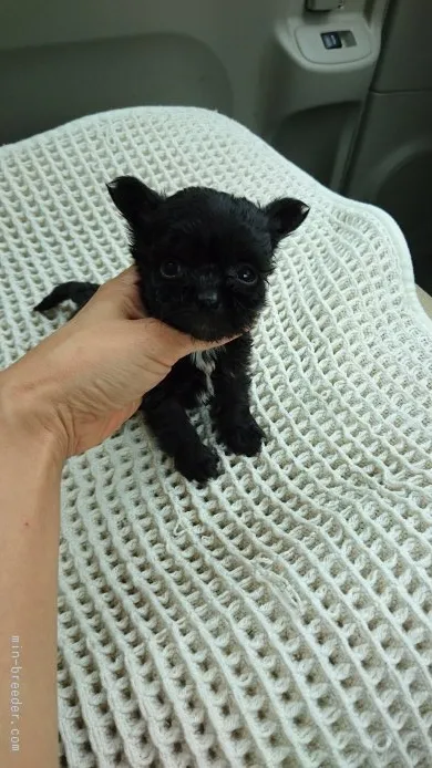 ID:1509-00104の子犬