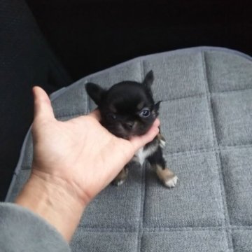 チワワ(ロング)【宮城県・男の子・2024年2月8日・ブラック&ホワイト】の写真「小ぶりの可愛いこ」