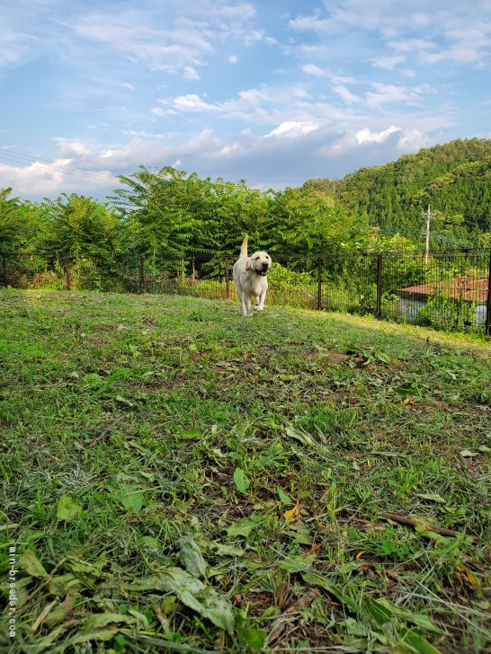 犬がのびのびと過ごせる空間作りを目指しています｜秋山　健吾(あきやま　けんご)ブリーダー(山梨県・ラブラドールレトリバーなど・JKC/日本犬保存会/日本警察犬協会登録)の紹介写真1