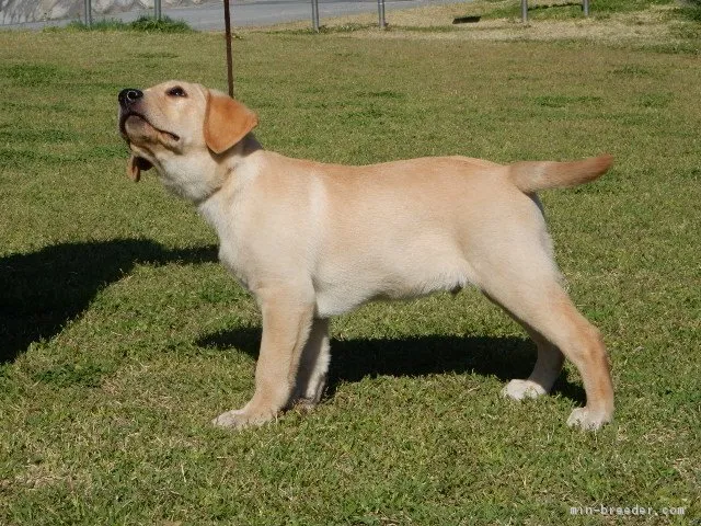 のっち 様のお迎えした子犬