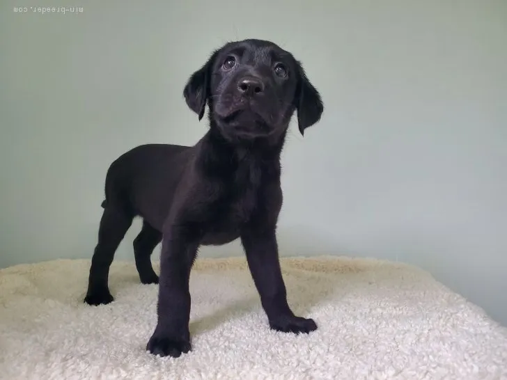 ID：2007-01472の子犬