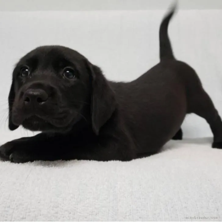 ID：2210-00959の子犬