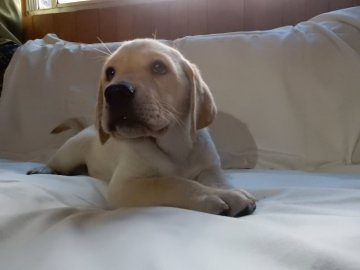 ラブラドールレトリバー【山梨県・男の子・2017年5月26日・イエロー】の写真「優しい顔立ちの男の子」