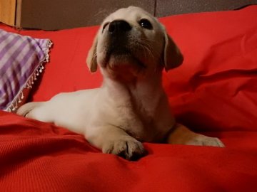 ラブラドールレトリバー【山梨県・女の子・2016年1月3日・イエロー】の写真「表情豊かなおてんばさん」