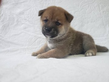 柴犬(標準サイズ)【山梨県・男の子・2021年7月31日・赤】の写真「穏やかな性格のハンサムボーイ」