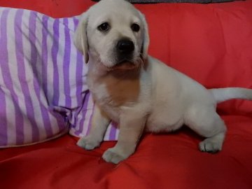 ラブラドールレトリバー【山梨県・男の子・2016年1月3日・イエロー】の写真「おっとり優しい男の子です」