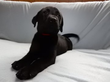 ラブラドールレトリバー【山梨県・女の子・2017年8月21日・ブラック】の写真「女の子らしい子」