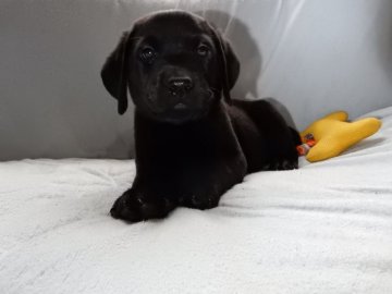 ラブラドールレトリバー【山梨県・男の子・2017年8月21日・ブラック】の写真「たれ目の可愛いお顔です」