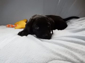 ラブラドールレトリバー【山梨県・男の子・2017年8月21日・ブラック】の写真「しっかり者のお兄ちゃんタイプ」