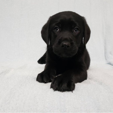 ラブラドールレトリバー【山梨県・男の子・2022年8月18日・ブラック】の写真「活発な男の子」