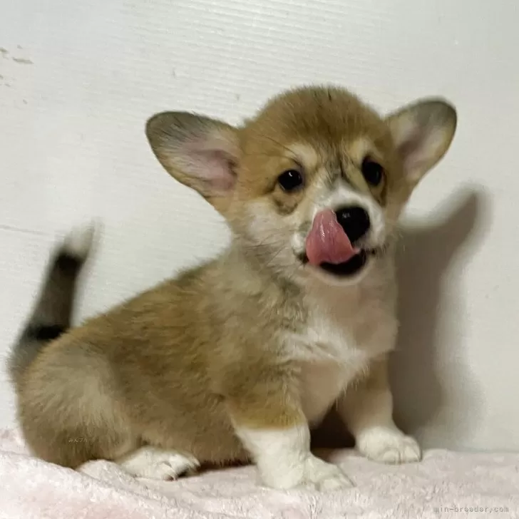 ウェルシュ・コーギー・ペンブローク【栃木県・女の子・2025年8月11日・レッド&amp;ホワイト】の写真1