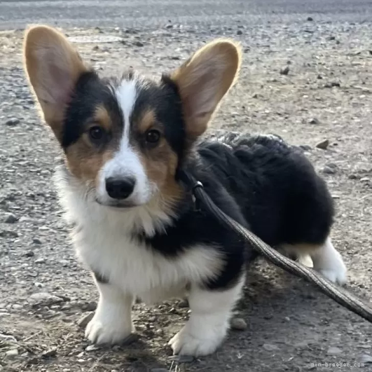 ID：2501-04893の子犬